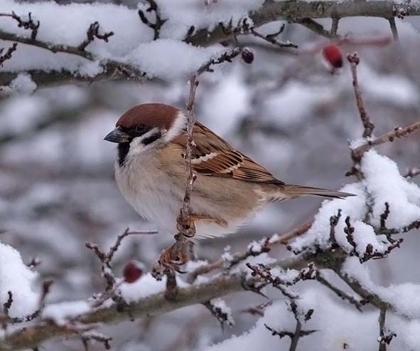 domanda...fotografare gli uccelli